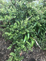 Myrsine aquilonia