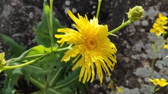Sonchus platylepis