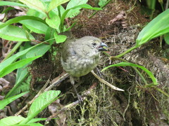 Camarhynchus parvulus