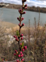 Angiospermae
