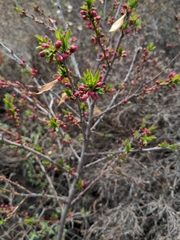 Angiospermae