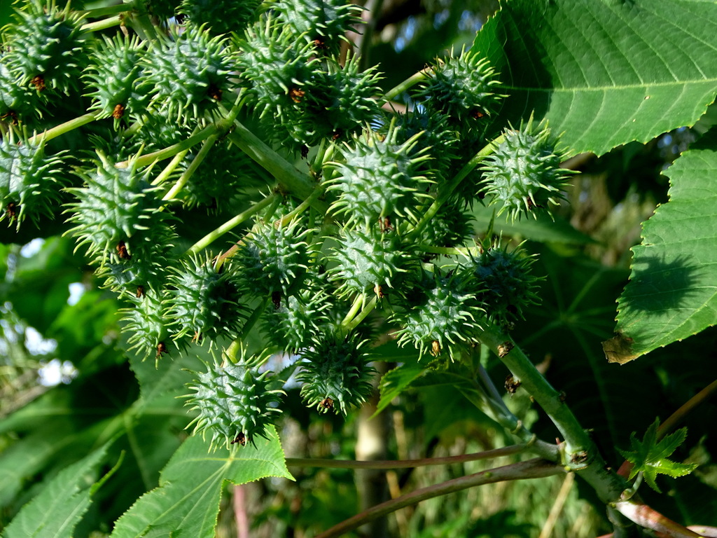 castor bean from Vicente López, Provincia de Buenos Aires, Argentina on ...