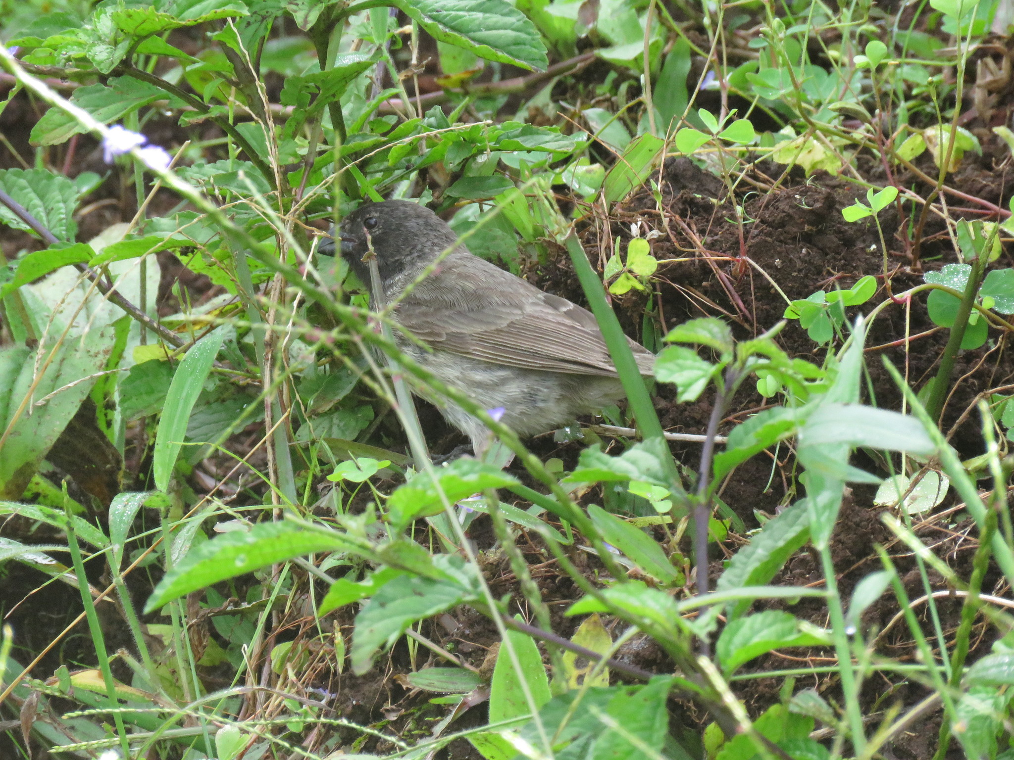 géospize minuscule, pinzón de darwin chico, small tree finch, small tree-finch, tentilhão-das-árvores-de-bico-pequeno