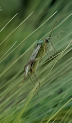 Reuterista instabilis