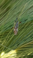 Reuterista instabilis