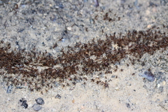 Labidus