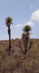 Yucca periculosa