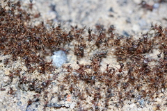 Labidus