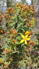Hypericum reflexum