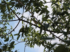 Vireo bellii