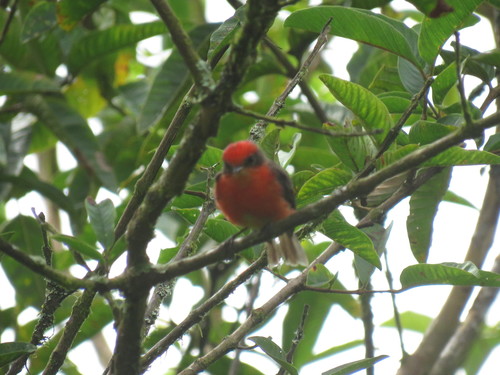 Brujo Flycatcher (Pyrocephalus nanus), photo 9