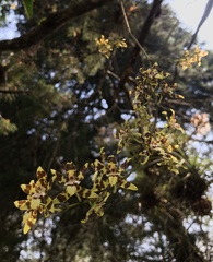 Oncidium maculatum