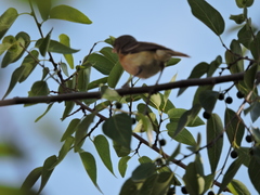 Vireo bellii
