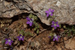 Campanula drabifolia