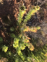 Leucadendron sessile