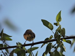 Vireo bellii