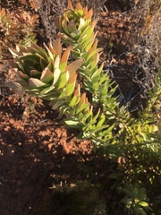 Leucadendron sessile