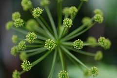 Mackinlaya macrosciadea