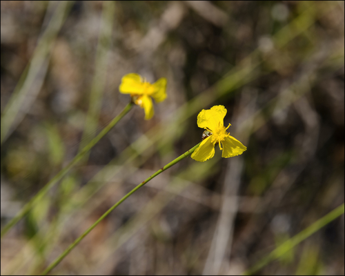 Xyris elliottii Chapm.
