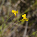 Elliott's Yelloweyed Grass - Photo (c) z7nikon, some rights reserved (CC BY-NC), uploaded by z7nikon