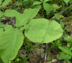 Caryomyia striolata