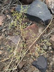 Chorizanthe brevicornu