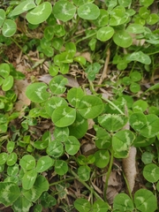 Trifolium repens