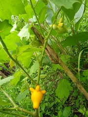 Solanum mammosum