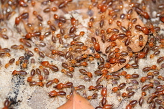 Syntermes molestus