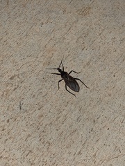 Triatoma rubida