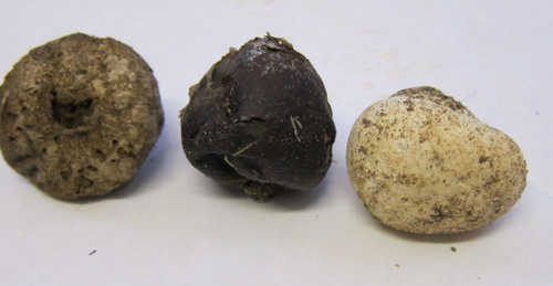 Lead-grey Puffball