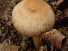 Psathyrella spadiceogrisea