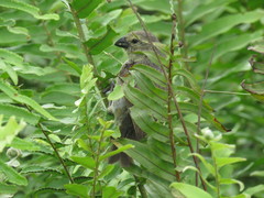 Camarhynchus parvulus