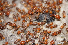 Syntermes molestus