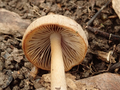 Psathyrella spadiceogrisea