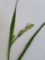 Carex hirtifolia