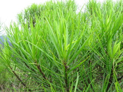 Darwiniothamnus tenuifolius