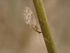 Hemerobius humulinus