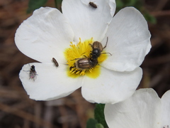 Chasmatopterus