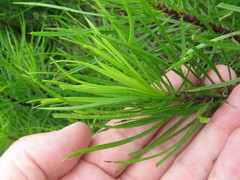 Darwiniothamnus tenuifolius