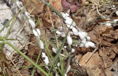 Stotzia ephedrae