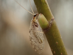 Hemerobius humulinus