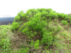 Darwiniothamnus tenuifolius