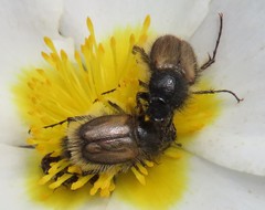 Chasmatopterus
