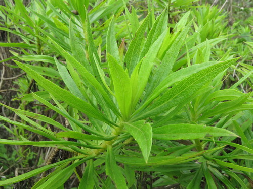 Image of Darwiniothamnus lancifolius by (c) Juan Carlos Caicedo Hernández, some rights reserved (CC BY)