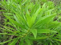 Darwiniothamnus lancifolius