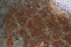 Syntermes molestus