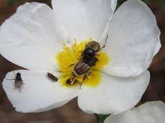 Chasmatopterus
