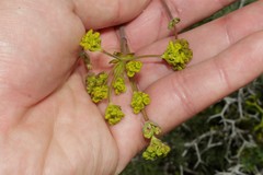 Ferulago nodosa