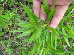 Darwiniothamnus lancifolius